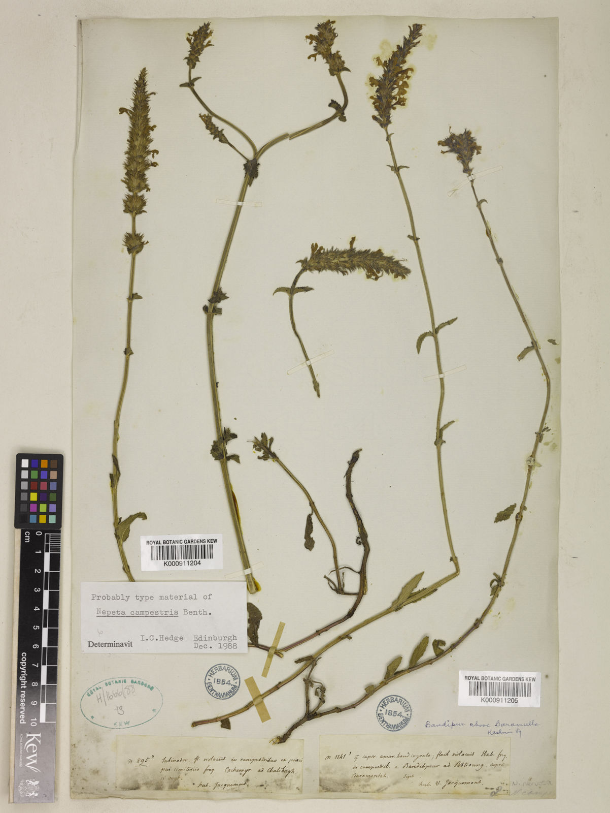 Nepeta Campestris Benth. | Plants Of The World Online | Kew Science