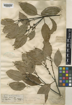 Kew Gardens K000815501:  s.coll. [s.n.] India