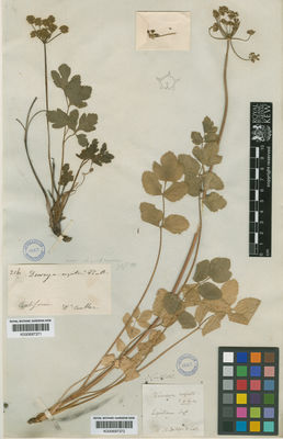 Kew Gardens K000697372:  Nuttall [s.n.] United States