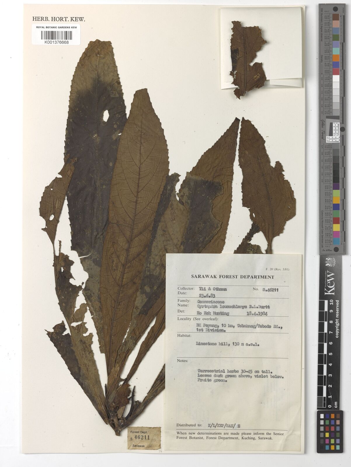 Cyrtandra leucochlamys