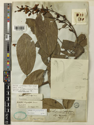 Kew Gardens K001097000:  Vogel [s.n.] Niger