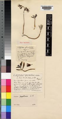 Kew Gardens K000232845:  Brown, N.E. [s.n.]