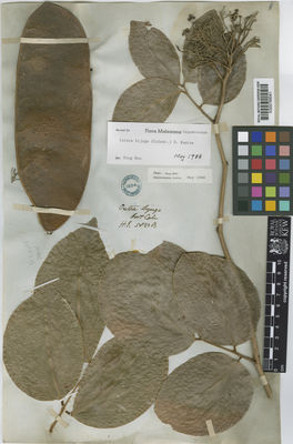 Kew Gardens K000789041:  s.coll. [3823]