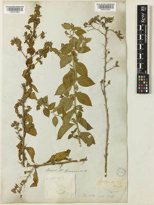 Kew Gardens K000912654:  Nuttall, T. [s.n.] United States