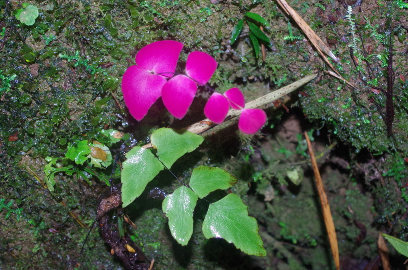 © copyright of the Board of Trustees of the Royal Botanic Gardens, Kew.