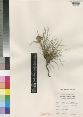 Kew Gardens K000347276:  Van Meel [3834] Congo, Republic of the