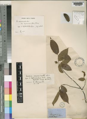 Kew Gardens K000198812:  Bojer? / Bouton? [s.n.] Madagascar