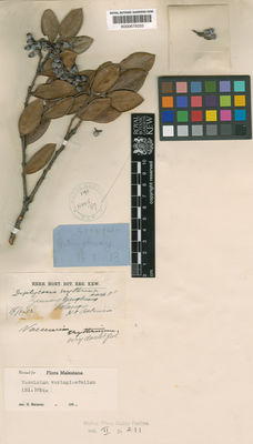 Kew Gardens K000675033:  Robinson, H.C. [s.n.] Malaysia