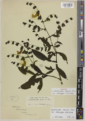 Kew Gardens K001096845:  Stockdale, F.A. [s.n.] Sri Lanka