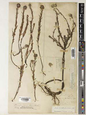 Kew Gardens K000324223:  Baron, R. [s.n.] Madagascar