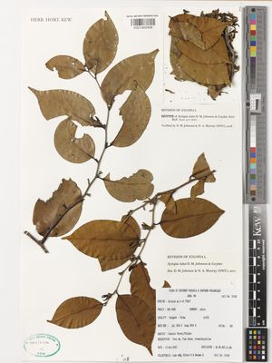 Kew Gardens K001400406:  Luke, WRQ.; Kibure, O., Nacamo, E. [10166] Tanzania