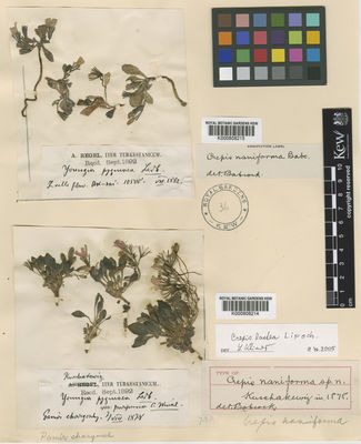 Kew Gardens K000808215:  Regel, A. [s.n.]