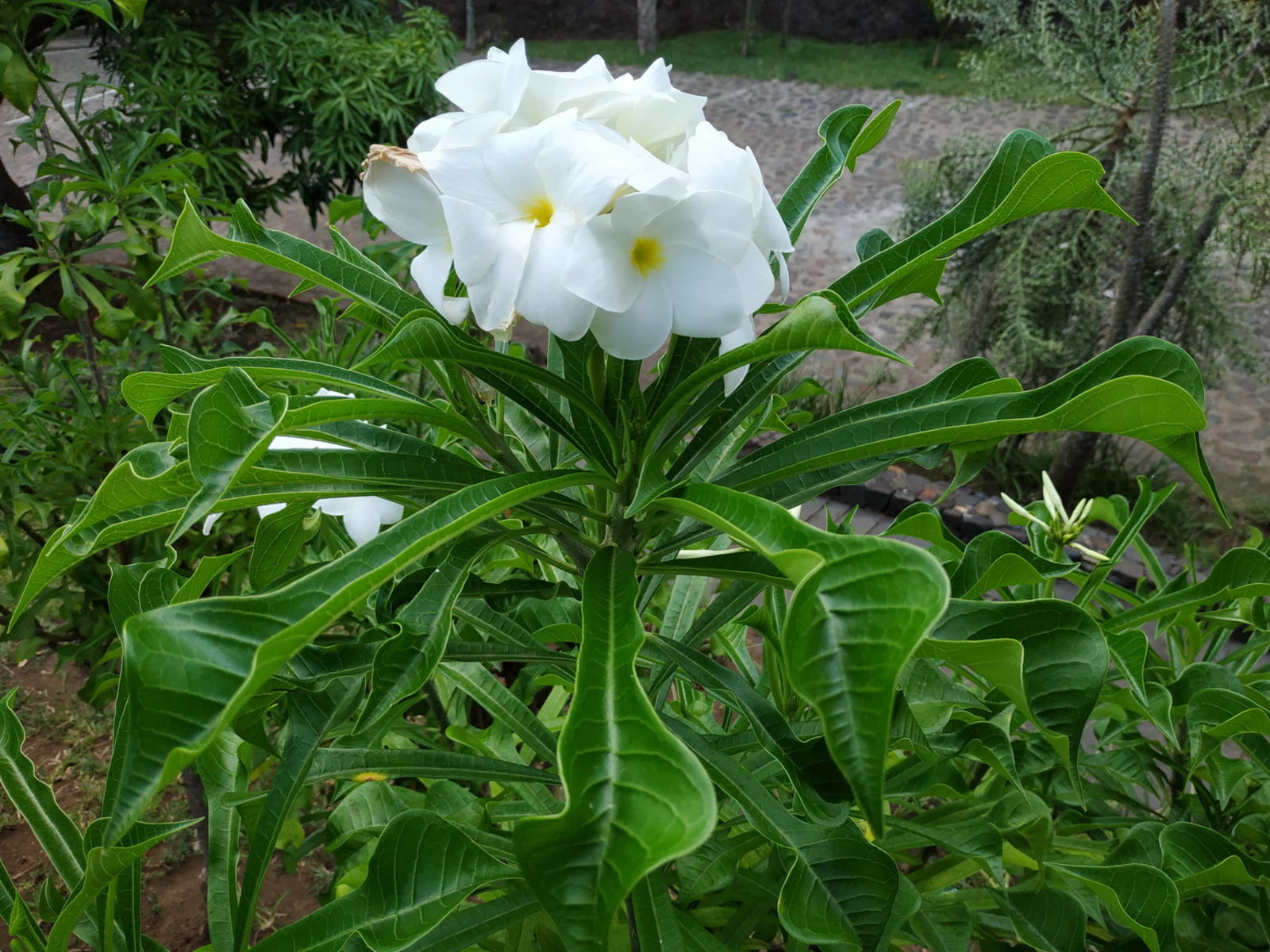 Plumeria pudica Jacq. | Colombian Plants made accessible