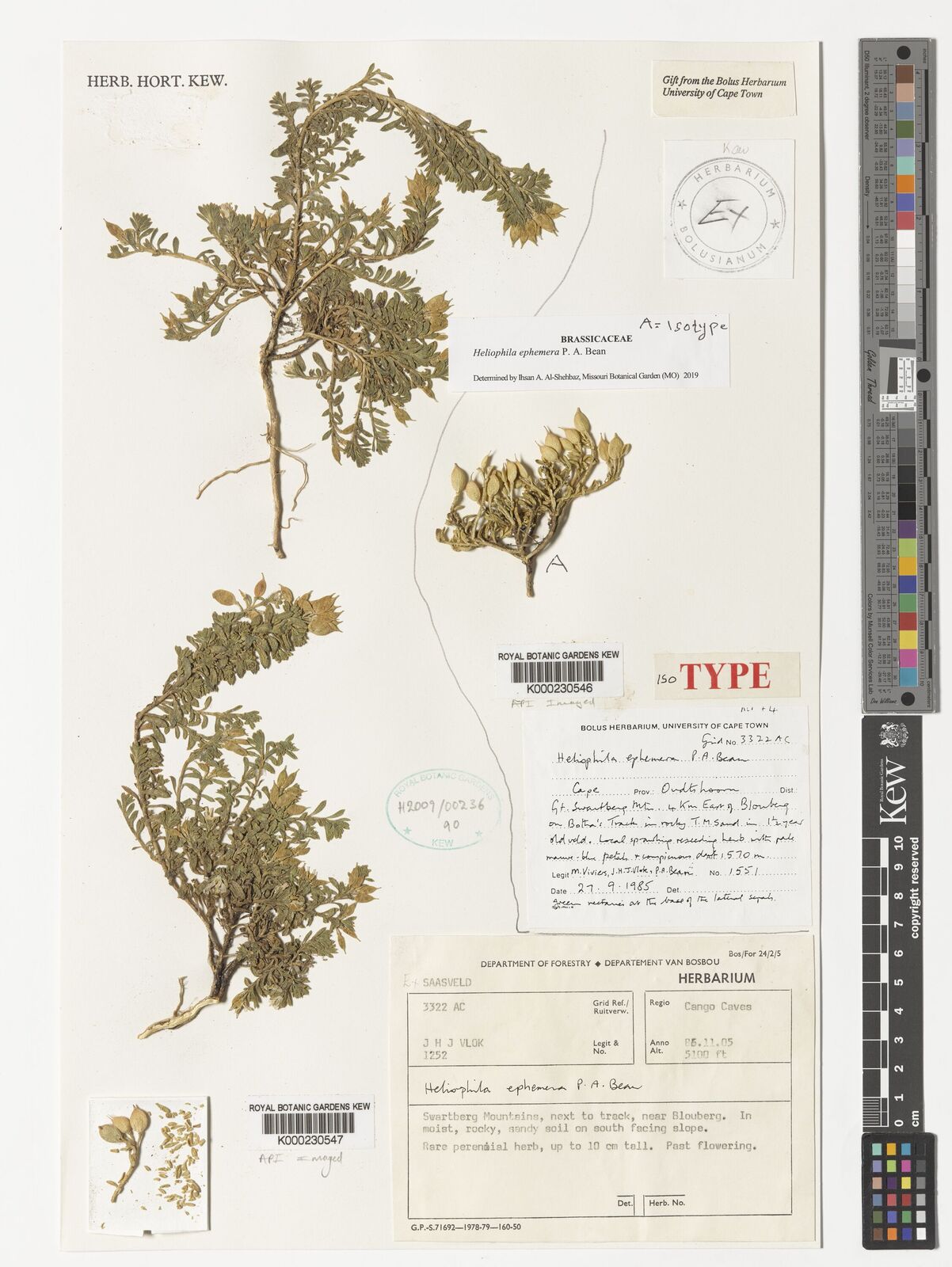 Kew Gardens K000230547:  Vlok, J.H.J. [1252] 27CPPOO