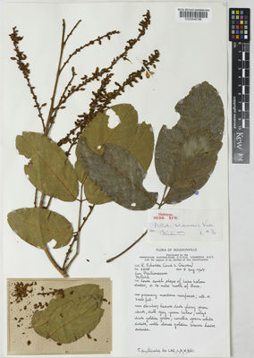 Kew Gardens K000848796:  Schodde, R.; Craven, L. [3805] Papua New Guinea