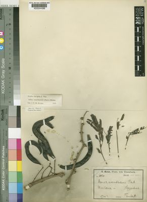 Kew Gardens K000244288:  Holst, C. [8820] Kenya