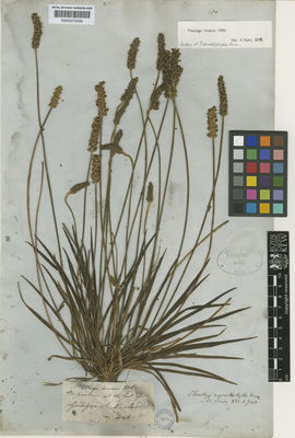 Kew Gardens K000573559:  s.coll. [1364] Colombia
