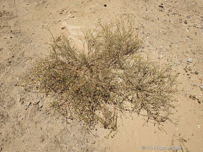 Pulicaria undulata subsp. undulata | Plants of the World Online | Kew ...