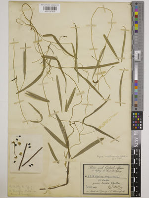 Kew Gardens K001357900:  s.coll. [s.n.] Sudan