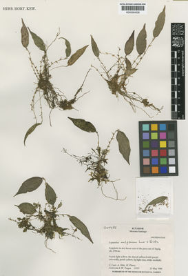 Kew Gardens K000584335:  Luer, C.; Hirtz, A.; Flores, W.; Andreetta, Teague,, W. [13355] Ecuador