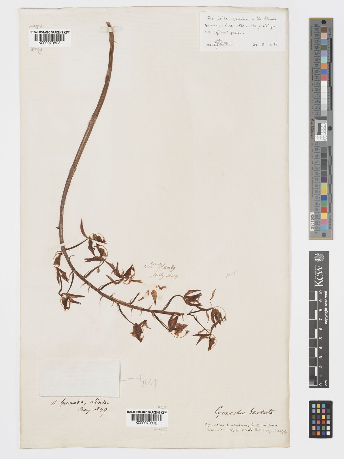 Kew Gardens K000079803:  Blandy [s.n.]