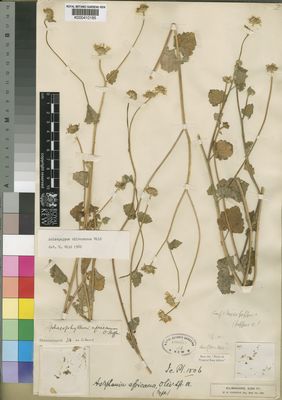 Kew Gardens K000410185:  Johnston, H.H. [s.n.] Tanzania