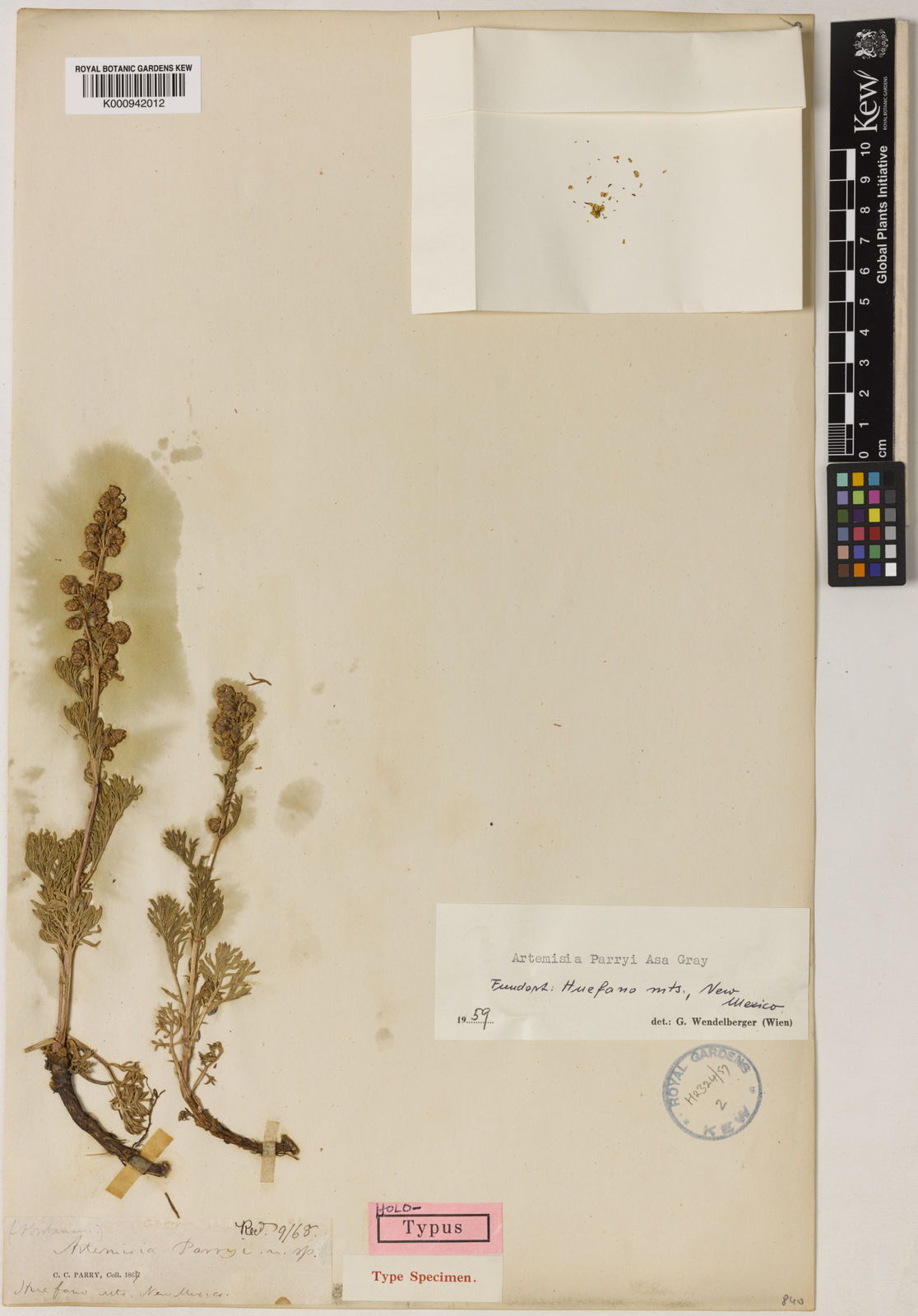 Artemisia laciniata subsp. parryi (A.Gray) W.A.Weber | Plants of the ...