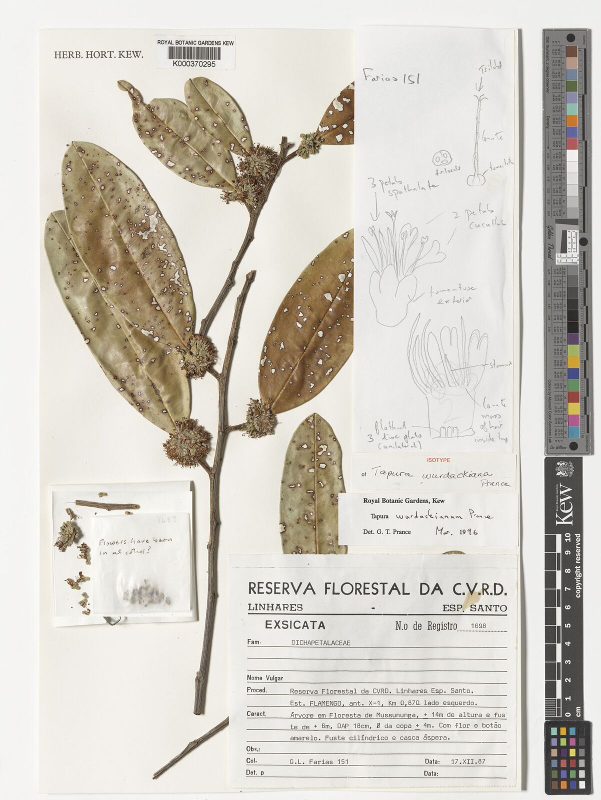Kew Gardens K000370295:  Farias, G.L. [151] Brazil