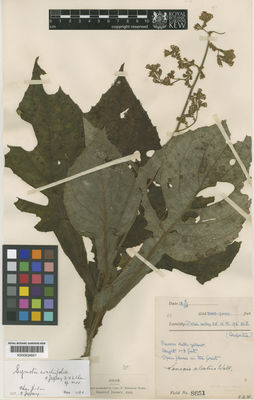 Kew Gardens K000634641:  Ward, F., K. [8651] India