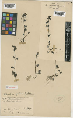 Kew Gardens K000739096:  King's collector [s.n.] India