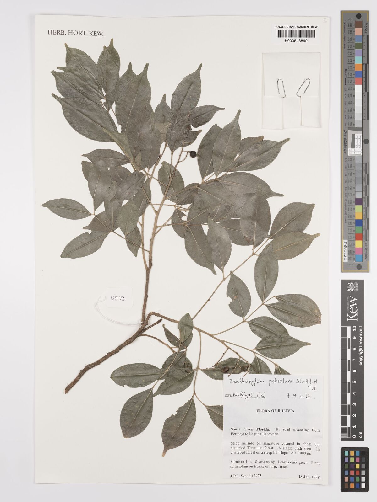 Zanthoxylum monogynum
