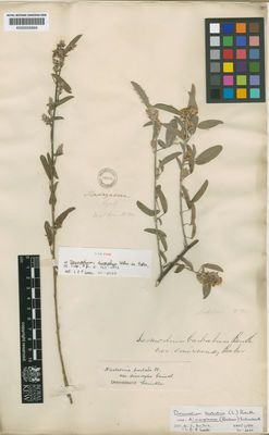 Kew Gardens K000555869:  Lyall [s.n.] Madagascar