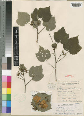 Kew Gardens K000241091:  Leach, L., C.; Schelpe, E., A. [11403] Mozambique