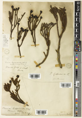 Kew Gardens K001070606:  s.coll. [s.n.] New Zealand