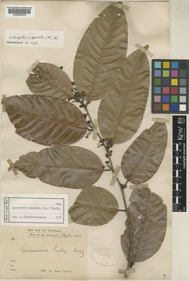 Kew Gardens K000852830:  Dr. King's Collector [s.n.] India