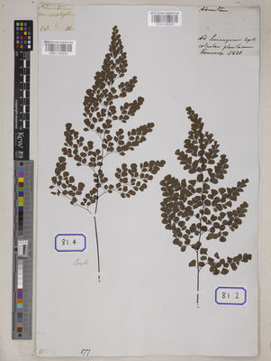 Kew Gardens K001109205:  s.coll. [Cat. no. 81]