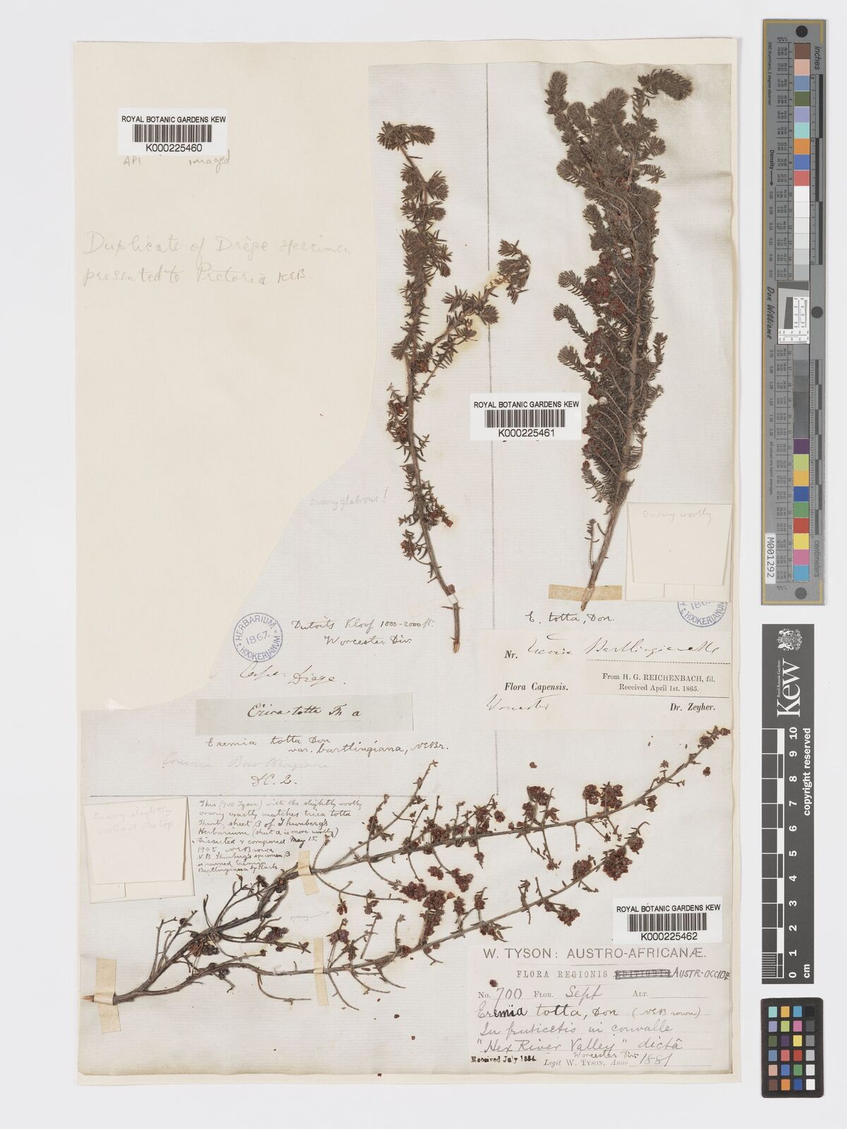 Kew Gardens K000225460:  Drege [s.n.] South Africa