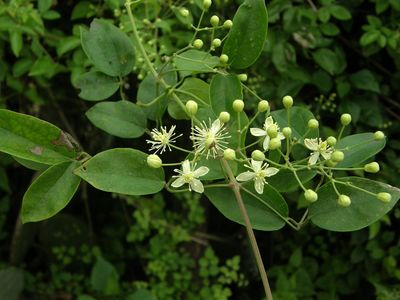 Clematis L. | Plants of the World Online | Kew Science