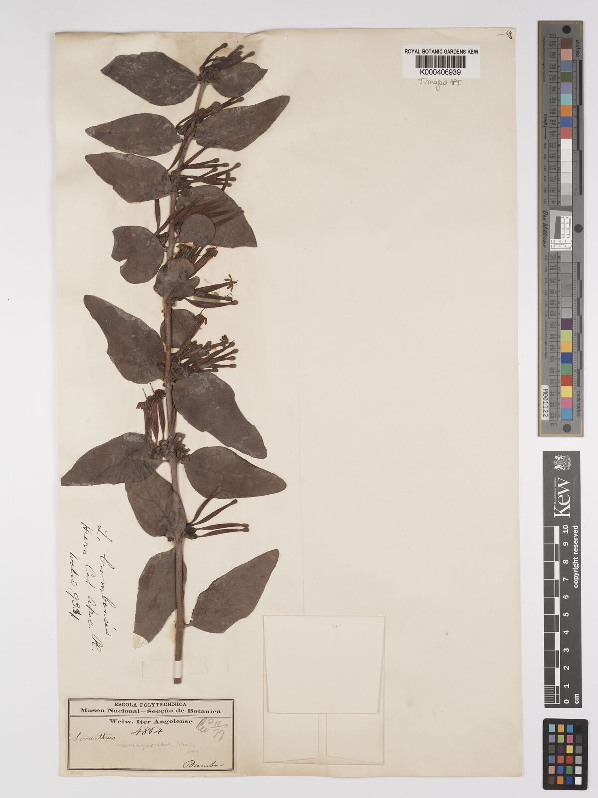 Kew Gardens K000406939:  Welwitsch [4864] Angola