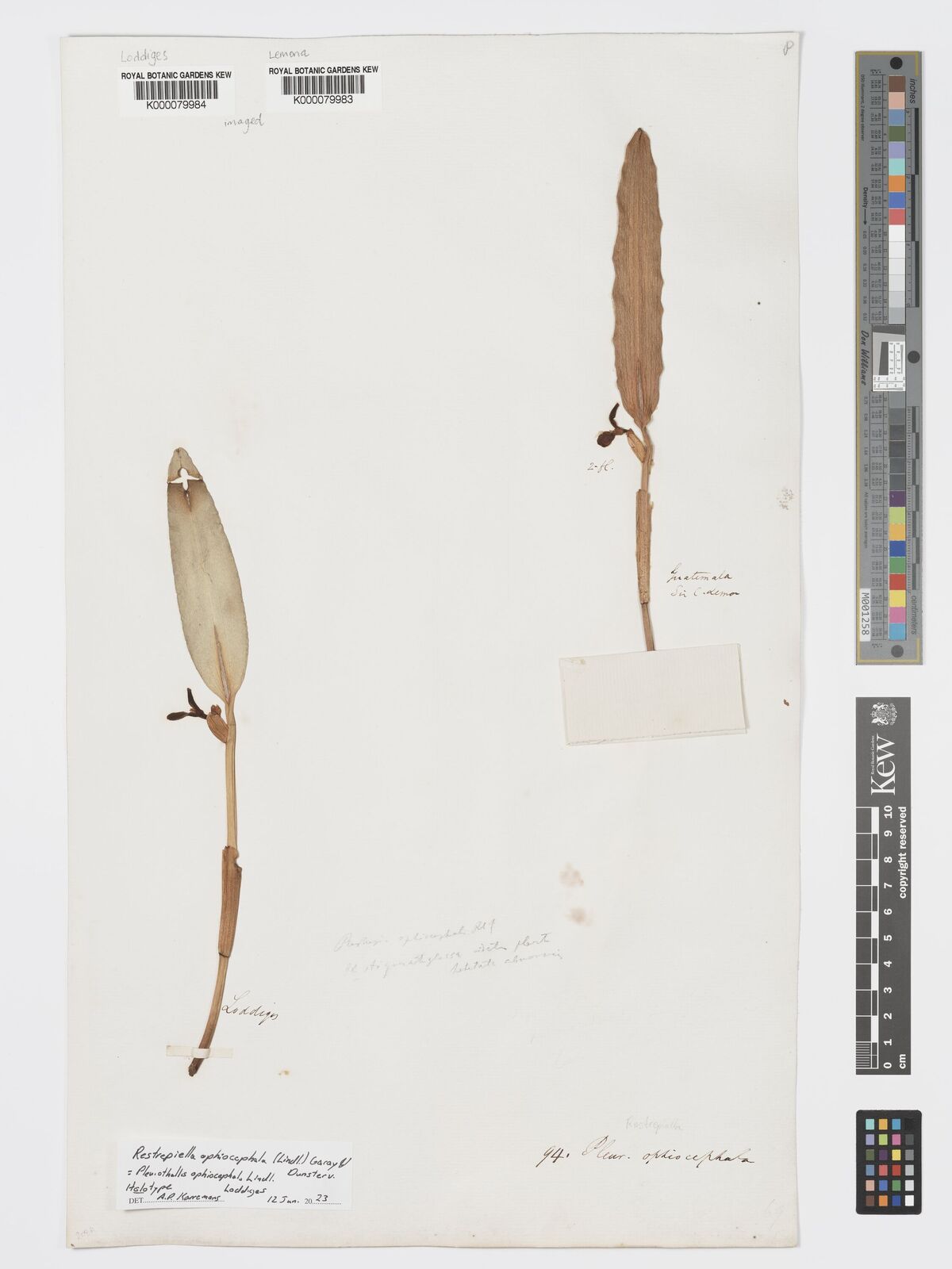 Kew Gardens K000079984:  Loddiges [s.n.]
