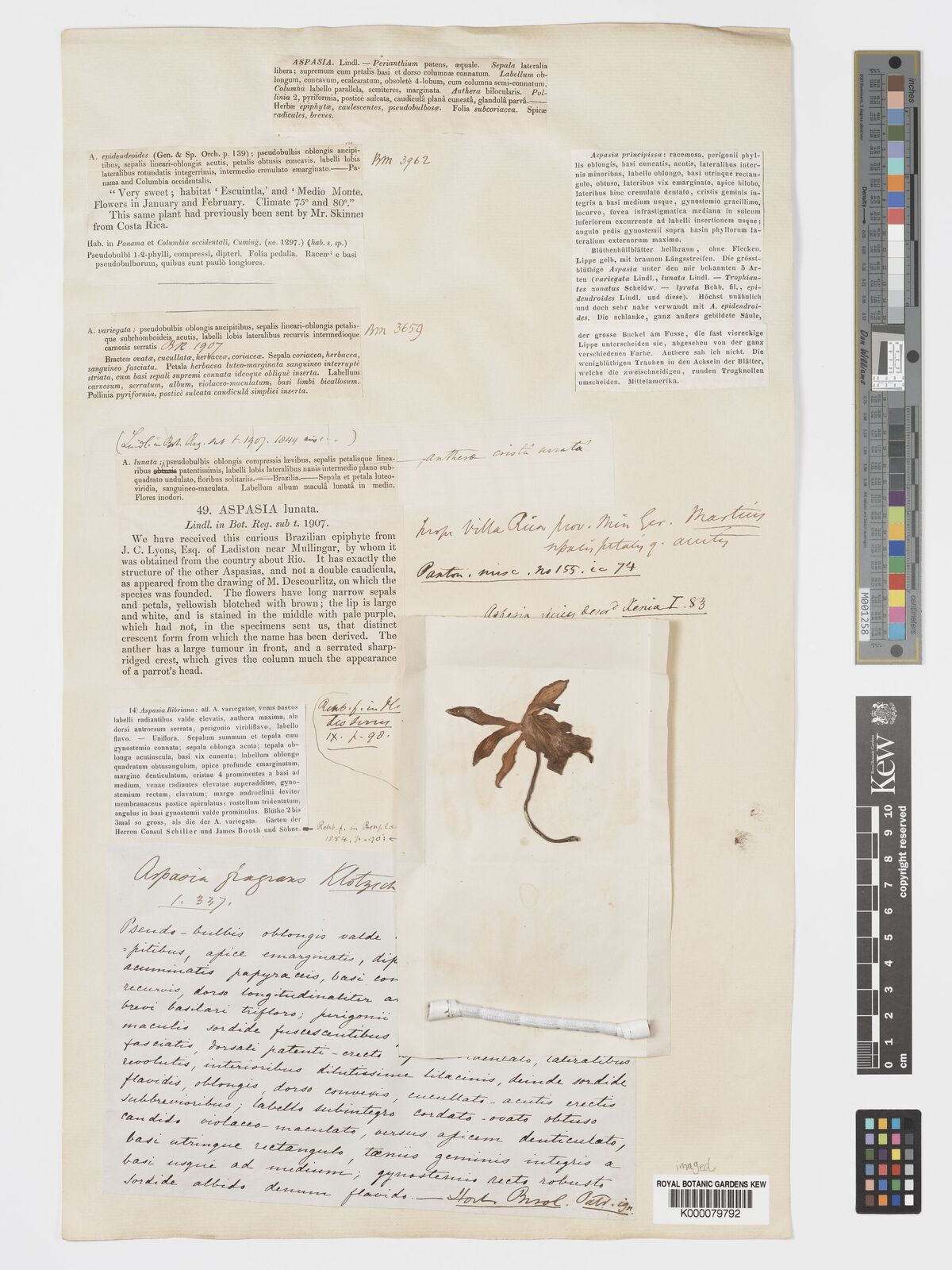 Kew Gardens K000079792:  Lyons, J.C. [s.n.] Brazil
