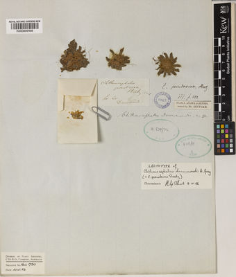 Kew Gardens K000899468:  Drummond, J. [s.n.] Australia