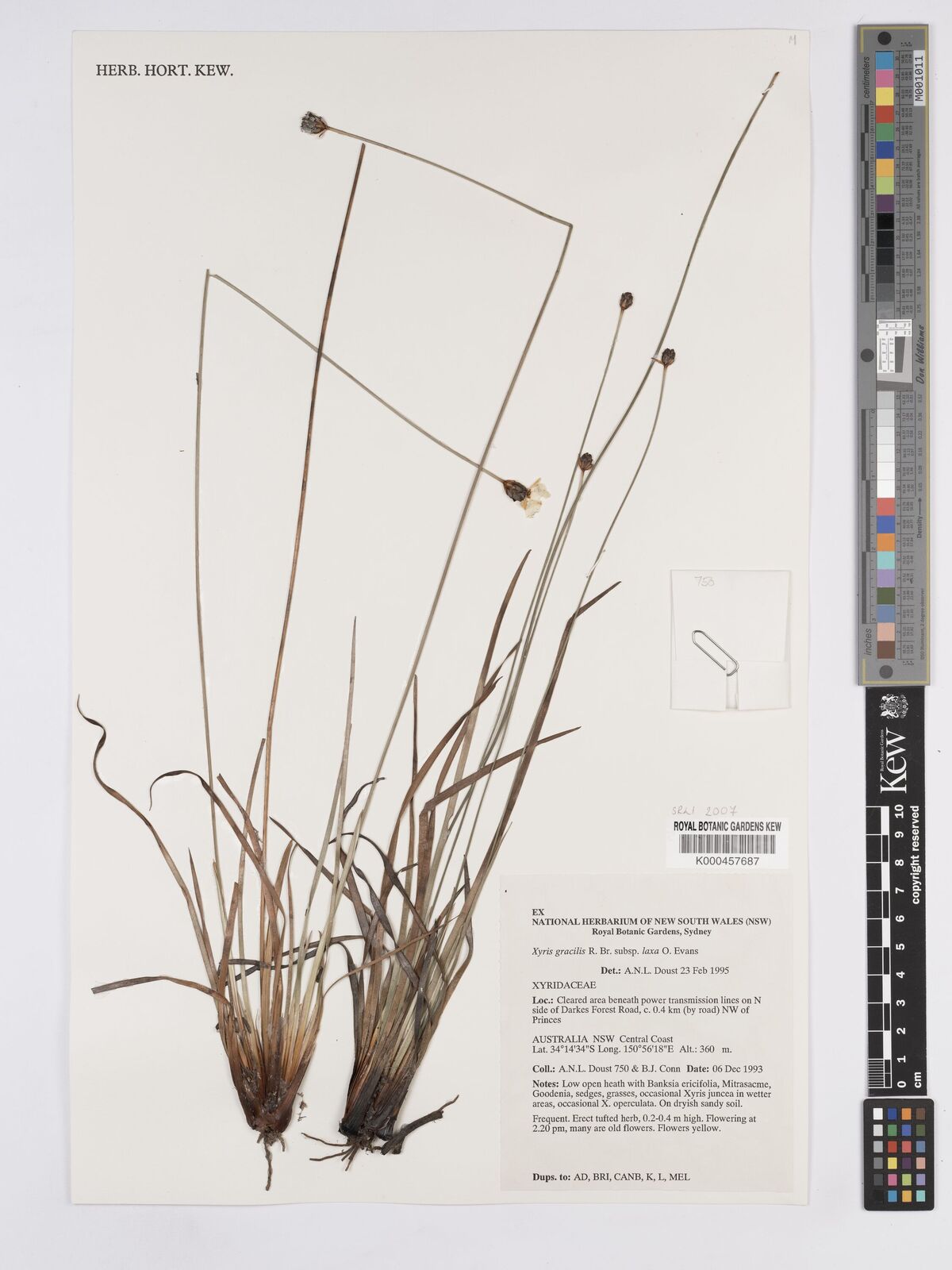 Kew Gardens K000457687:  Doust, A.N.L.; Conn, B.J. [s.n.] Australia