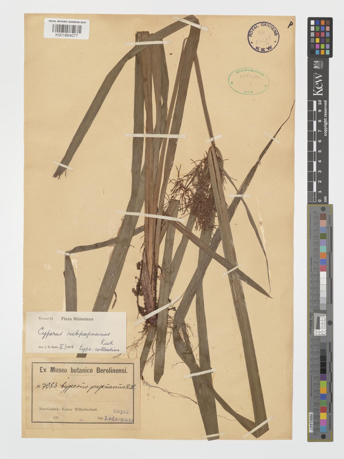 Cyperus subpapuanus thumbnail