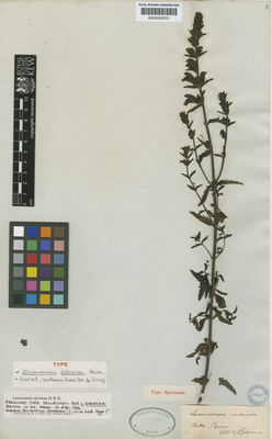 Kew Gardens K000533701:  McLean [s.n.] Peru