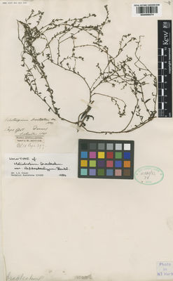 Kew Gardens K000998274:  Daemel, E. [s.n.] Australia