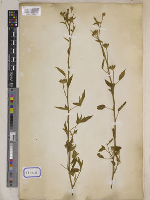 Kew Gardens K001114531:  s.coll. [Cat. no. 1876]