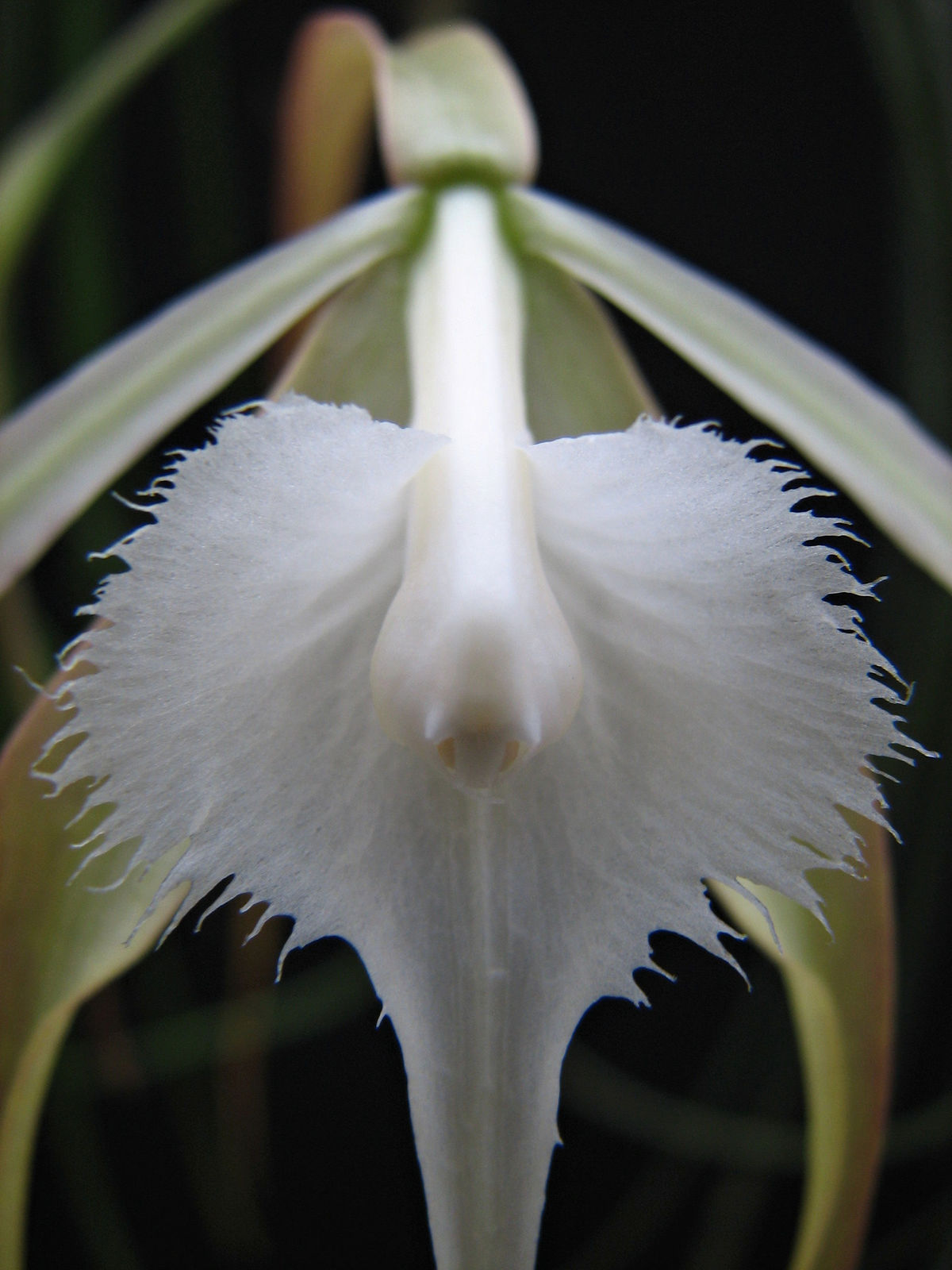 Brassavola Appendiculata A.Rich. & Galeotti | Plants Of The World ...