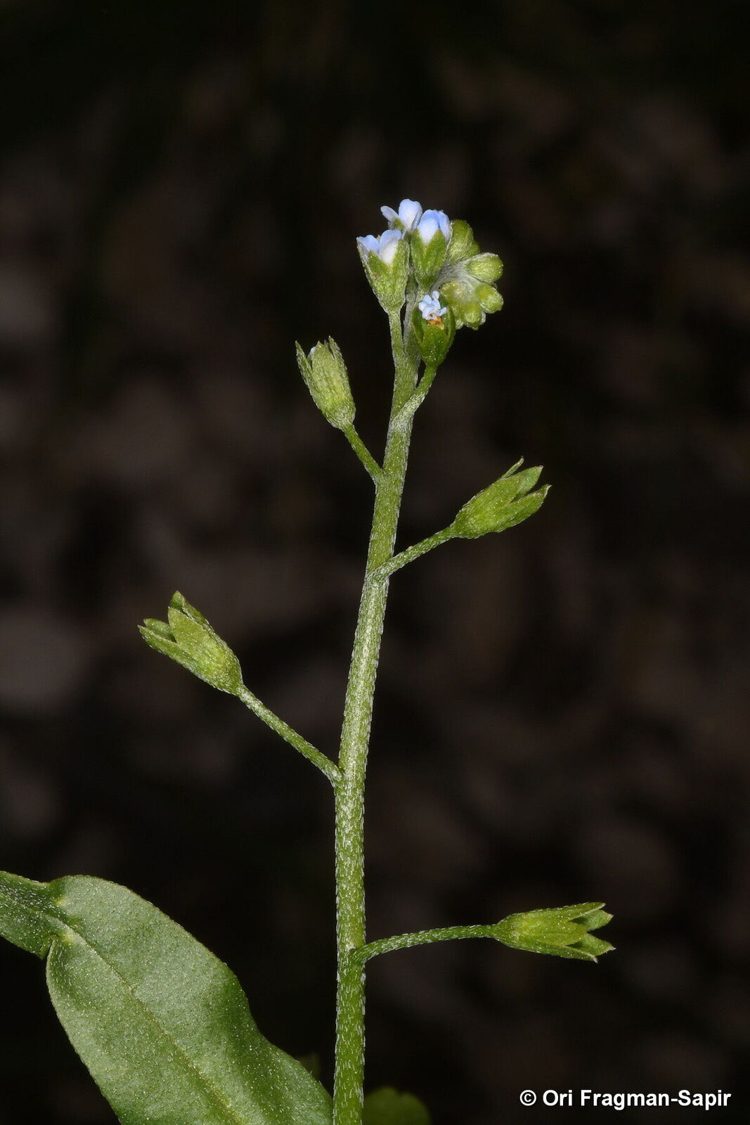 Myosotisページ myosotis_monamiemix__58891.