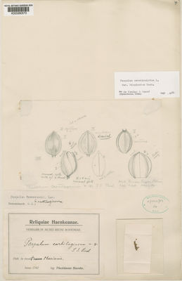 Kew Gardens K000290573:  Haenke, T. [s.n.]